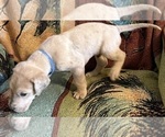 Small #3 Great Dane