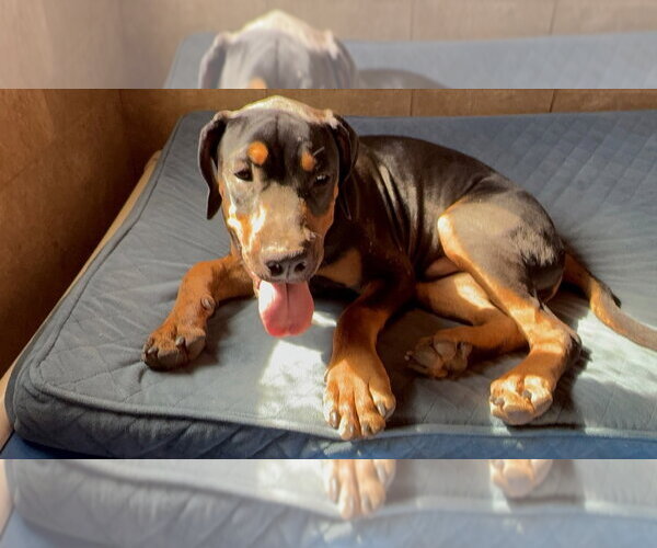 Medium Photo #4 Rottweiler-Unknown Mix Puppy For Sale in Gilbert, AZ, USA