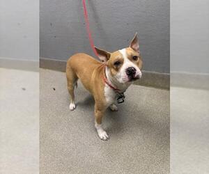 American Staffordshire Terrier-Unknown Mix Dogs for adoption in Las Vegas, NV, USA
