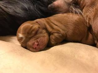 Cavalier King Charles Spaniel Puppy for sale in HASLET, TX, USA