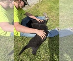Small #7 German Shepherd Dog