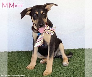 German Shepherd Dog-Unknown Mix Dogs for adoption in San Diego, CA, USA