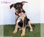 Merri - Female German Shepherd Dog-Unknown Mix Dog for Adoption - Small photo