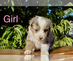 Puppy Puppy 2 Australian Shepherd