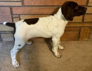 German Shorthaired Pointer Puppy for sale in POST FALLS, ID, USA