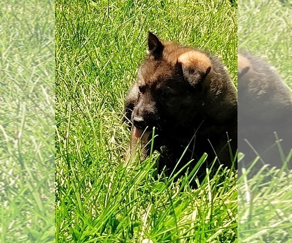 Medium Photo #13 German Shepherd Dog Puppy For Sale in BEAVER FALLS, PA, USA