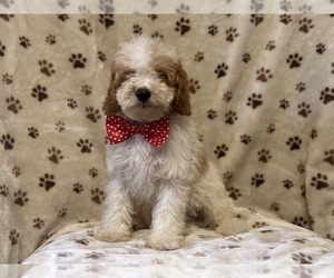 Cavapoo Puppy for sale in LAKELAND, FL, USA