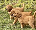 Small Photo #30 Golden Retriever Puppy For Sale in WOODSTOCK, CT, USA