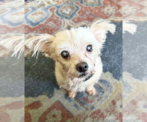 Maltese-Unknown Mix Dogs for adoption in Corona, CA, USA