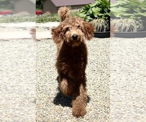 Poodle (Standard) Puppy for sale in DUNDEE, OH, USA