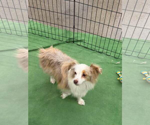 Medium Photo #3 Australian Shepherd Puppy For Sale in Turlock, CA, USA