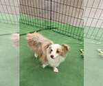 Small #2 Australian Shepherd