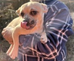 Small Photo #41 French Bullhuahua Puppy For Sale in SPRAGGS, PA, USA