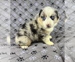 Small Photo #88 Australian Shepherd Puppy For Sale in SALISBURY, NC, USA