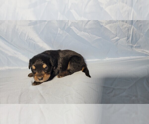 Medium Photo #11 Golden Mountain Dog Puppy For Sale in BLACK FOREST, CO, USA