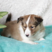Small Photo #1 Shetland Sheepdog Puppy For Sale in GAP, PA, USA