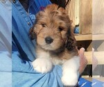 Puppy F1 Great Bernese-Poodle (Standard) Mix