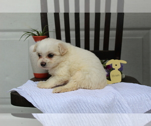 Ewokian Puppy for sale in SEARS, MI, USA