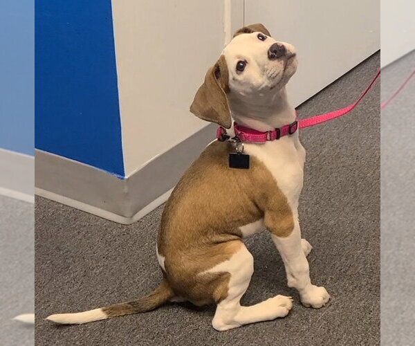 Medium Photo #1 Mutt Puppy For Sale in Spotsylvania, VA, USA