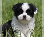 Small #1 Shih Aussie