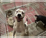 Small #5 American Bulldog-Staffordshire Bull Terrier Mix