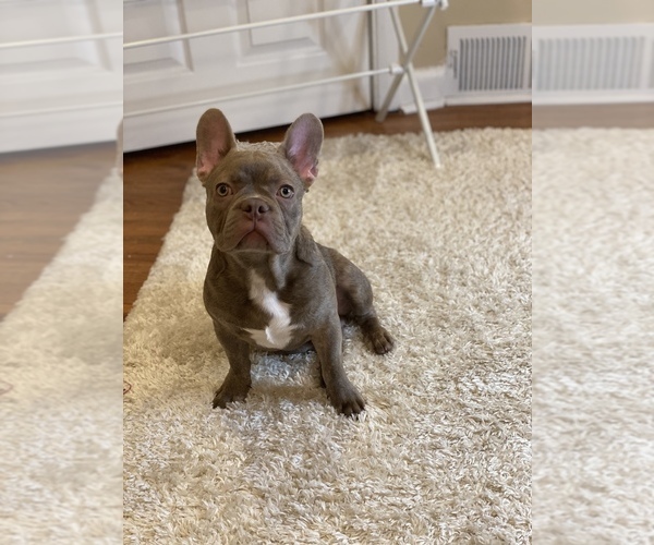 Medium Photo #2 French Bulldog Puppy For Sale in PHILA, PA, USA
