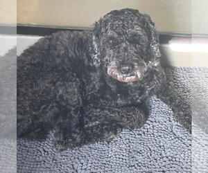 Poodle (Miniature)-Unknown Mix Dogs for adoption in Westwood, NJ, USA