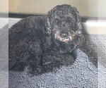 Small Poodle (Miniature) Mix
