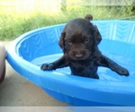 Small Photo #10 Boykin Spaniel Puppy For Sale in SILVER CREEK, GA, USA