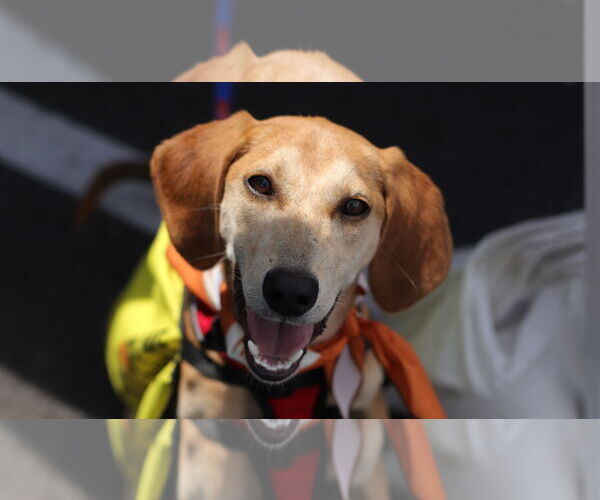 Medium Photo #8 Beagle-Unknown Mix Puppy For Sale in Mount Pleasant, SC, USA