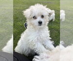 Small #3 Maltese Mix