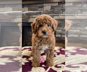 Cavapoo Dog for Adoption in NOBLESVILLE, Indiana USA