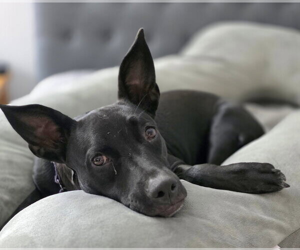 Medium Photo #3 American Staffordshire Terrier-Unknown Mix Puppy For Sale in Royal Palm Beach, FL, USA