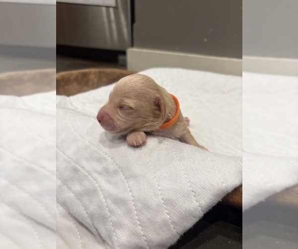 Medium Photo #1 Dachshund Puppy For Sale in MARSHFIELD, MO, USA