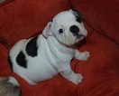 Small Photo #5 French Bulldog Puppy For Sale in GAINESVILLE, GA, USA