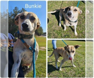 Mutt Dogs for adoption in Cranston, RI, USA
