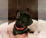 Small Photo #1 French Bulldog Puppy For Sale in FAIR GROVE, MO, USA