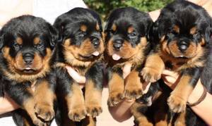 Rottweiler Puppy for sale in LEWES, DE, USA