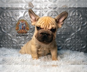 French Bulldog Puppy for sale in NAPERVILLE, IL, USA