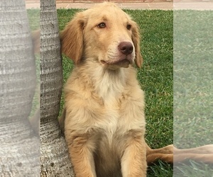 Golden Retriever Puppy for sale in SANTA ANA, CA, USA