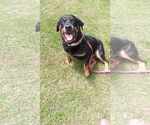 Small #4 Rottweiler