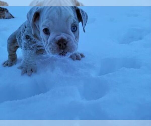 Medium Photo #6 Bulldog Puppy For Sale in DENVER, CO, USA