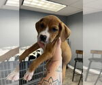 Small #2 Bullboxer Pit