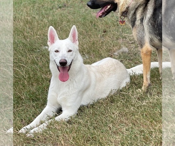 Medium Photo #1 German Shepherd Dog Puppy For Sale in DALLAS, TX, USA