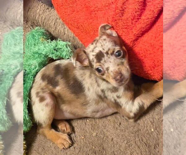 Medium Photo #4 Chihuahua Puppy For Sale in SPRINGFIELD, OH, USA