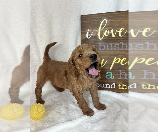 Medium Photo #5 Goldendoodle (Miniature) Puppy For Sale in GREENFIELD, IN, USA