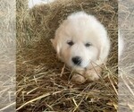 Small #17 Great Pyrenees