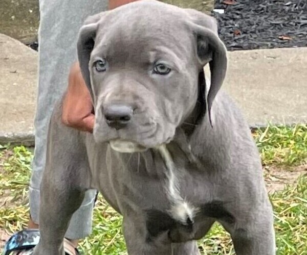 Medium Photo #1 Cane Corso Puppy For Sale in LANHAM, MD, USA
