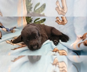 German Shepherd Dog Puppy for sale in KOKOMO, IN, USA