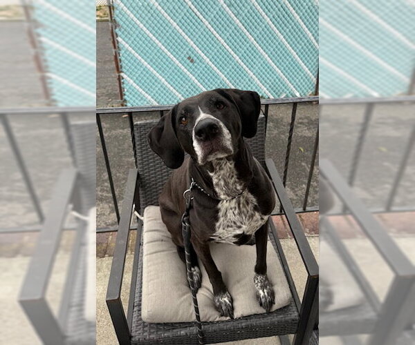 Medium Photo #2 Bluetick Coonhound-Unknown Mix Puppy For Sale in Rockaway, NJ, USA